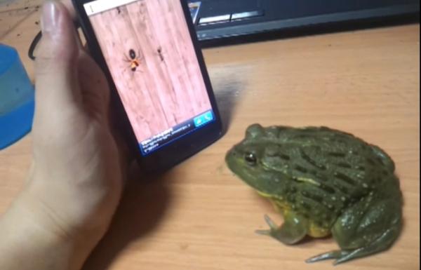 Жаба и Android 
